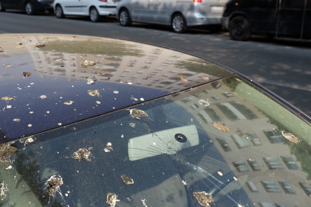 Le pare-brise d'une voiture couvert de caca de pigeons